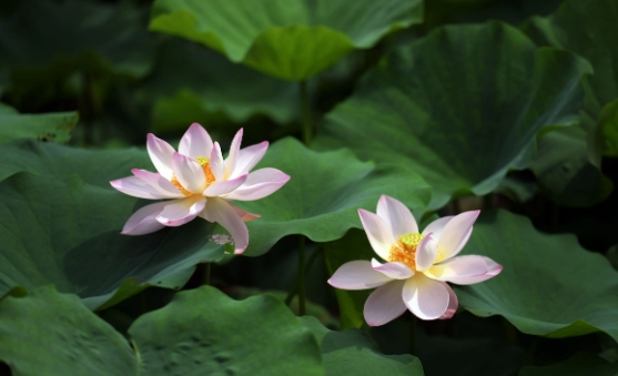 荷花几月开花最旺？花期是多长？