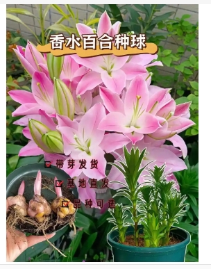 百合花是一年生还是多年生的植物？不挖第二年会发芽吗？