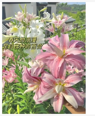 白百合花的花语和寓意是什么意思？养护方法有哪些？