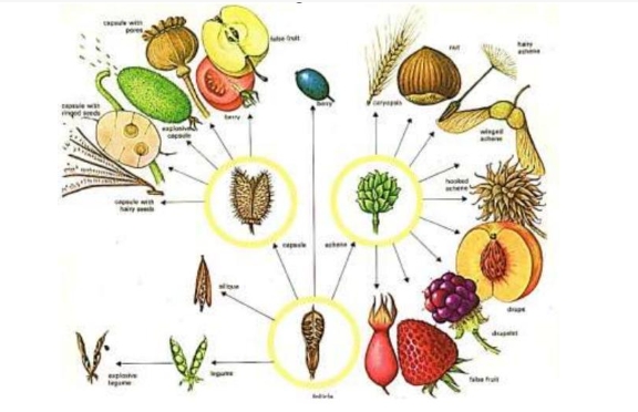 种子植物和被子植物的区别是什么？