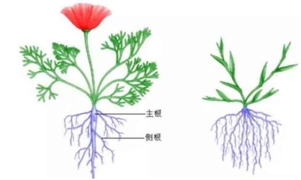 直根系和须根系的区别是什么？