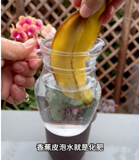 香蕉皮泡水几天能浇花？