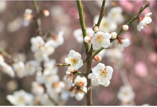 梅花什么季节开放？