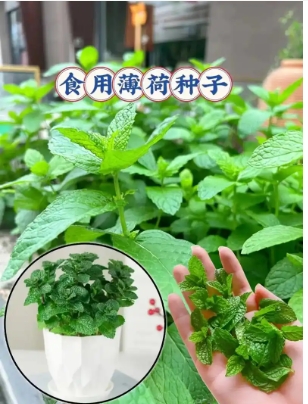 薄荷种植方法和时间是什么适合？注意事项有哪些？