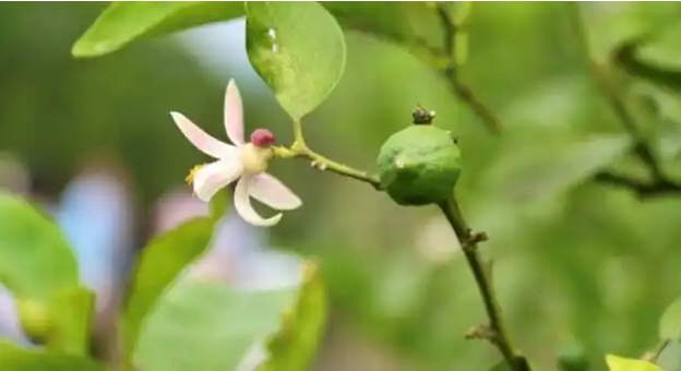 柠檬几月开花结果？新手建议买吗？