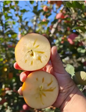 苹果成熟季节是几月份？哪里的苹果最好吃？