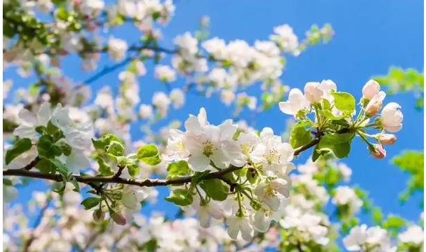 苹果的开花期是什么时候？花是什么颜色的？