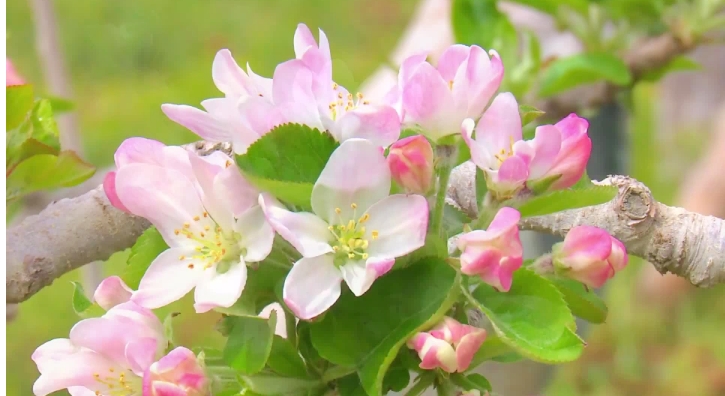 苹果什么时候开花？几月份成熟？