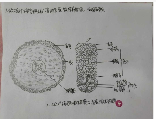 双子叶植物根和茎的初生结构的区别是什么？