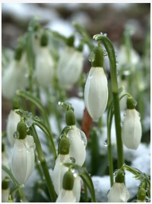 雪滴花的花语是什么意思？