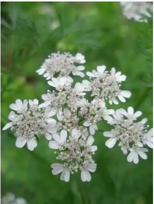 香菜花能吃吗？有什么好处？