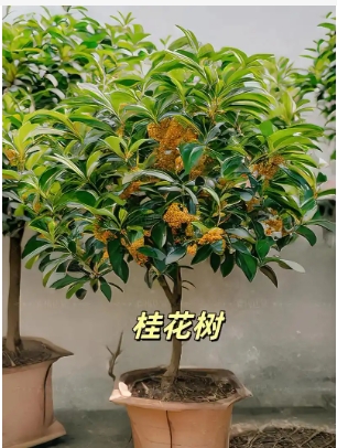 桂树是桂花树吗？哪个品种最好？