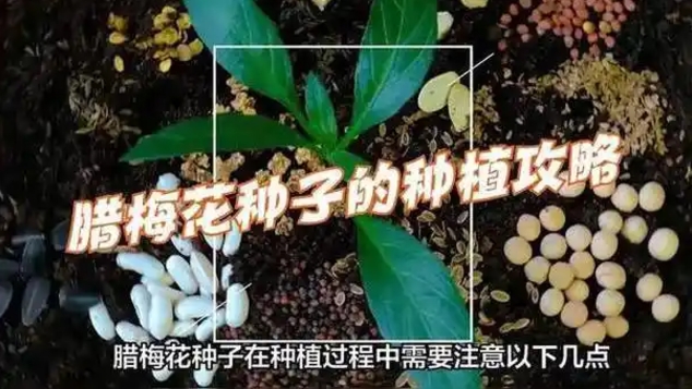 腊梅花种子的种植方法是什么？怎么养护？