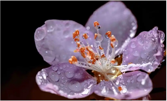 桃花花蕊的描写的优美句子有哪些？