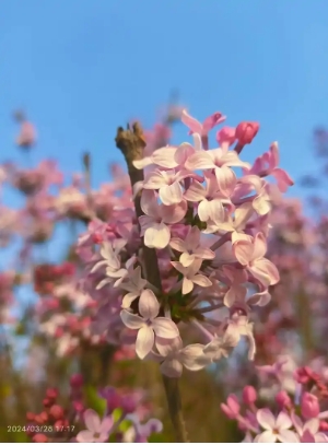 丁香花的寓意和象征是什么？适合送什么人？