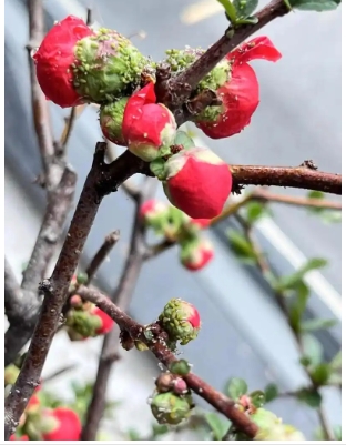 海棠花有蚜虫如何杀虫处理？