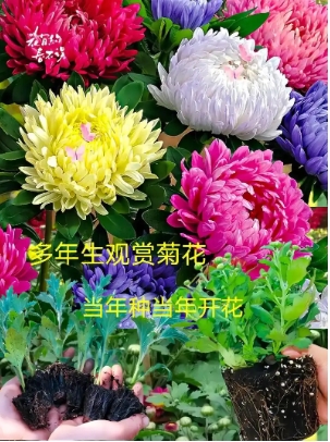 菊花在哪一月开放？种植方法和注意事项有哪些？