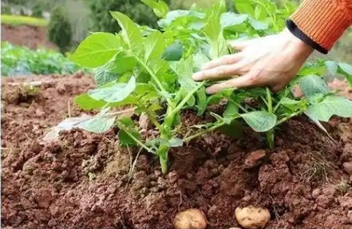 土豆深种好还是浅种好呢？种植技术和管理方法有哪些？