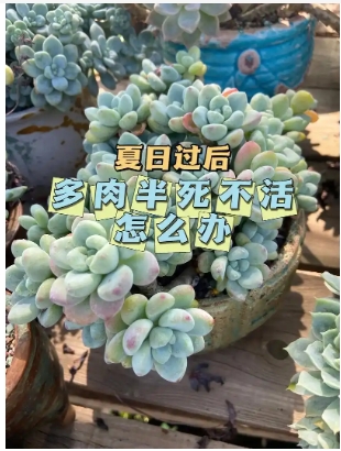 夏天多肉植物多久浇一次水合适？