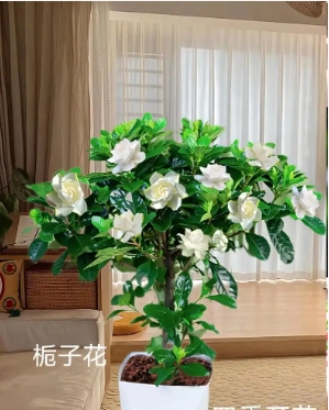 栀子花室内可以养吗？没有太阳会开花吗？