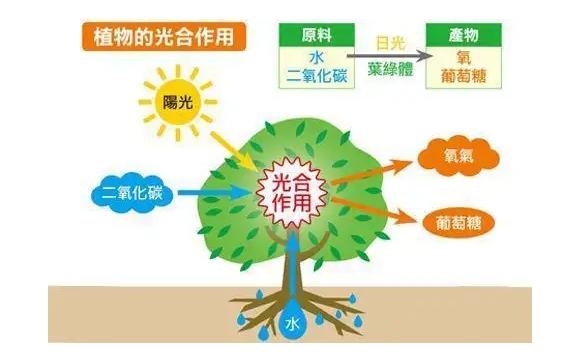 植物吸收二氧化碳释放氧气的过程叫光合作用吗？