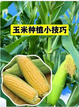 种玉米什么时候种最好成活？