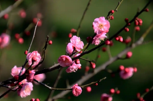 梅花什么季节开放的？