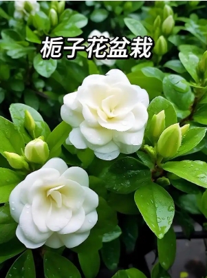 栀子花适合室内养吗？对人有害吗？