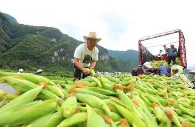 种玉米什么时候种最好？用什么肥料？