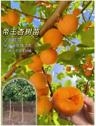 杏树什么时候嫁接成活率最好？