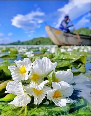 水性杨花是什么意思？是骂人还是夸人？