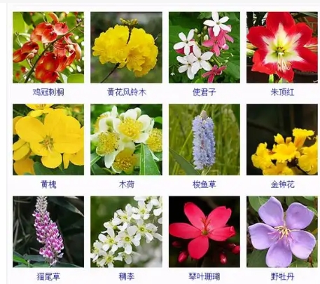 世界上有多少种花？叫什么名字？