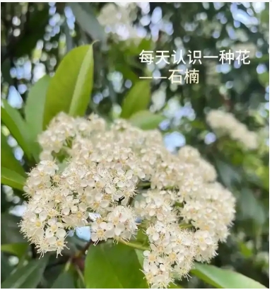 石楠花味道像什么？臭吗？