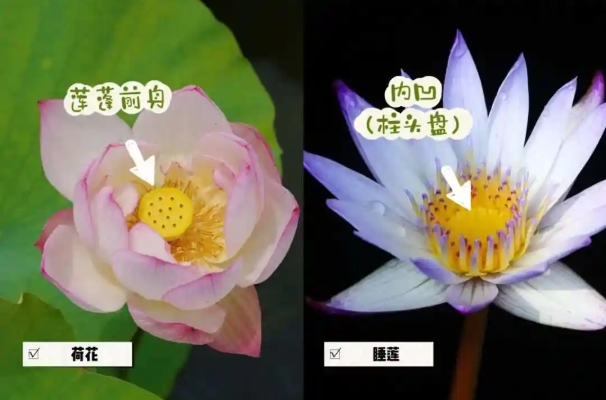 莲花和荷花是一种花吗？有什么区别？