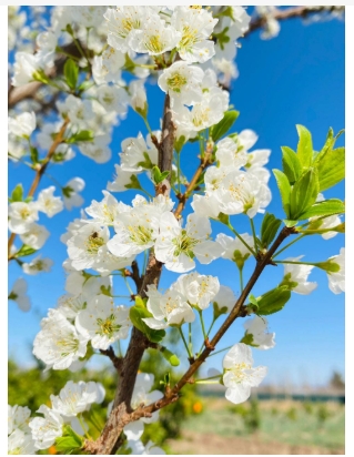 李子树开花图片