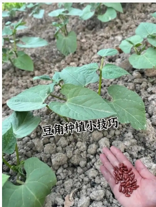 豇豆的种植方法和时间是什么？