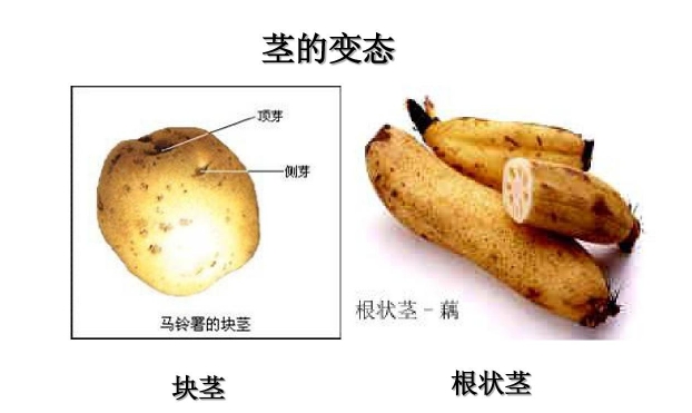 根状茎是什么意思？