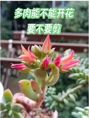 多肉开花要剪掉吗？寓意什么？