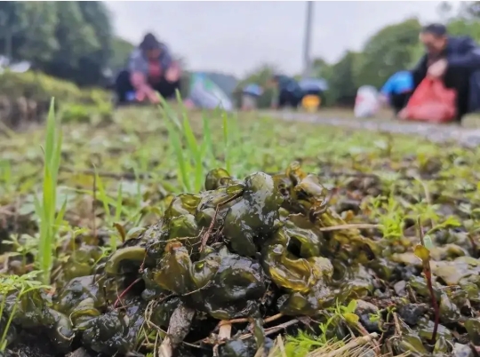 地皮菜是怎么形成的？如何清洗？