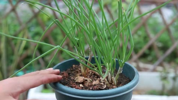 小葱种子泡一夜还能种吗？怎么种植容易发芽？