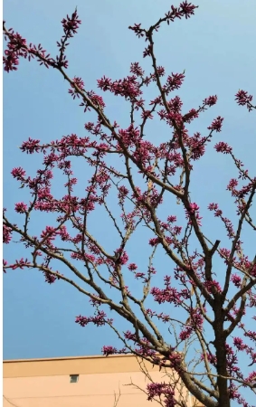 哪种花先开花后长叶？