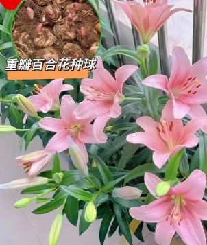 百合花什么时候开花？花期有多久？