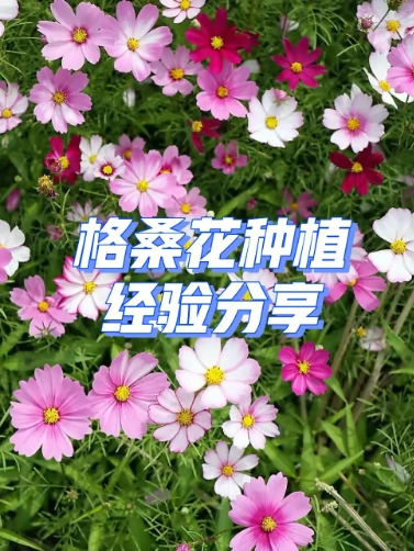 格桑花的种植时间和种植方法是什么？