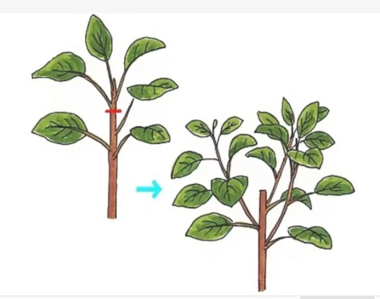 顶端优势的原理在生活中的应用？