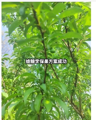 保花保果的药什么时候打合适？