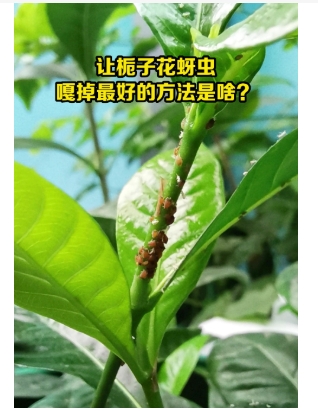 栀子花有虫子用什么药？有什么小妙招？