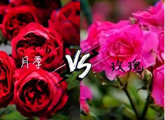 月季跟玫瑰花有什么不同之处？