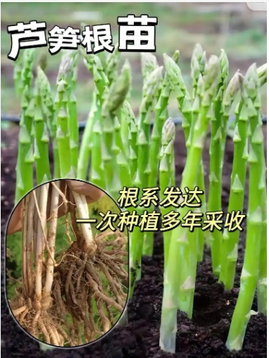 芦芽是什么植物？能吃吗？