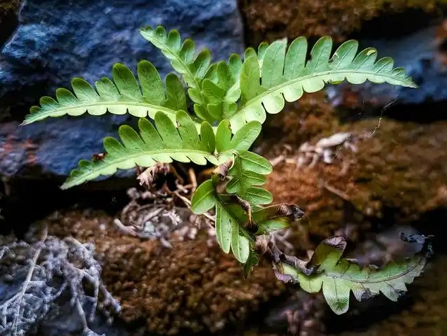 蕨类植物怎么繁殖？方式有哪些？