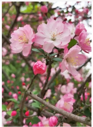 海棠花的寓意和花语是什么？